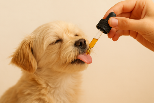 Hochwertiges CBD-Öl für Hunde bis 10 kg – 5 %