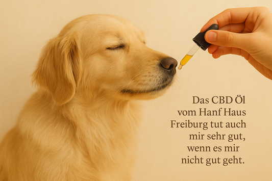 Hochwertiges CBD-Öl für Hunde ab 20 kg – 20 %